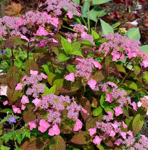 Teller Hortensie Daredevil 40-60cm - Hydrangea serrata - lebende Gartenpflanze aus den Baumschulen