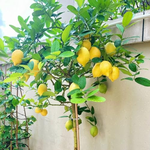 semillas de limonero, exterior resistentes interior exóticas orgánicas 10pcs