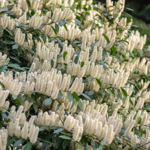 semi di alloro ciliegia, giardino resistenti esterno 20pcs