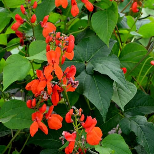 feuerbohnen - bohnensamen steingartenpflanzen kräuterpflanzen prunkbohnen grünpflanzen anzucht hochbeet gemüsepflanzen exotische alte gemüsesorten gartendeko für draußen 60samen