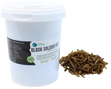 Larva Black Soldier Fly Piante Acquario 500 ml, Cibo a base di insetti 100% naturale per pesci, pollame e rettili Ricco di proteine e vitamine