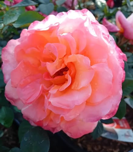 Rose Beetrose 'Leonardo da Vinci' Edelrose rosa im großen Topf