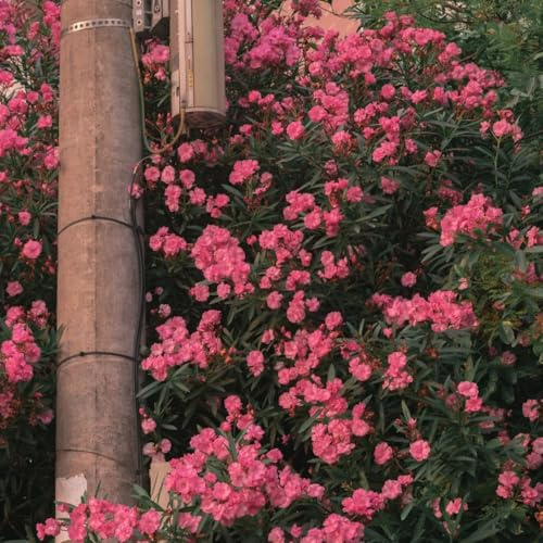 semi di oleandro - resistenti giardino decorazione soggiorno biologiche da balcone 45pcs