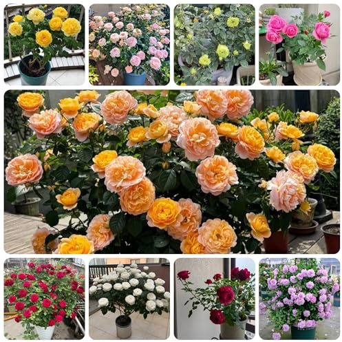 Semillas de rosal trepador, resistente y fragante raras, decoración de sala de estar, silvestres, para bancales elevados Macizo 55pcs