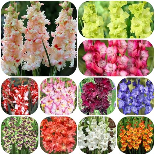 gladioli resistenti in vaso di gladiolo da giardino da interno dito rari primaverili, lungo periodo appartamento 10bulbi