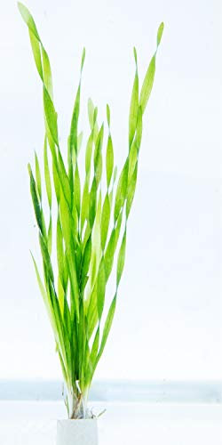 PondPlantsUK 2 x Live Plants for aquascaping, mosses, Fern, Tropical Aquatic in Ceramic Weights (Vallisneria Spiralis Torta)