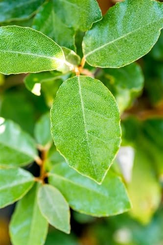 Elaeagnus ebbingei 'Compacta' 150-175 cm - Wintergrüne Ölweide, silbrig-grüne Blätter, ideal als Hecke, windresistent, pflegeleicht und winterhart