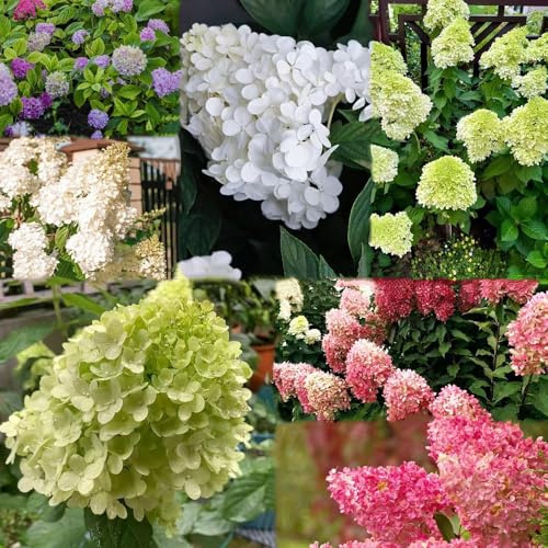 20 piezas semillas de hortensia panoja - semillas de perennes resistentes hortensia Las son resistentes