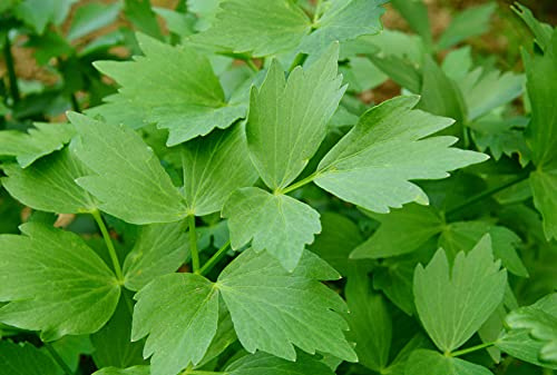 Lovage herb (500+ Seed Pack) - COOL BEANS N SPROUTS Brand - Non-GMO - Home Gardening