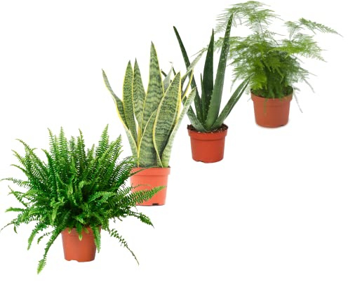 Set Plantas Interior Naturales: Helecho (Nephrolepis Exaltata) + Planta Serpiente (Sansevieria) + Aloe Vera (Aloe Barbadensis) + Esparraguera (Asparagus Plumosus)