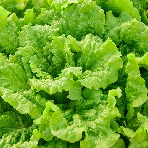 7000 Black seeded Simpson Lettuce Seeds for Planting 14+ Grams of Seeds Non GMO Heirloom Garden Vegetable Survival Baby Greens Bulk