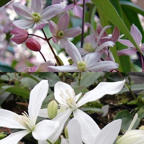 2 piante rampicanti Clematis sempreverdi: Clematis Apple Blossom & Clematis Armandii – Rosa/Bianco, perenne e perenne | 2 vasi da 1,5 litri