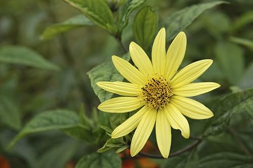 3 Swamp Sunflower (Helianthus angustifolius) Live Plants – Native Sunflower, Tall Pollinator Garden Perennial, Wildlife Habitat, Low Maintenance Partial to Full Sun Wildflower