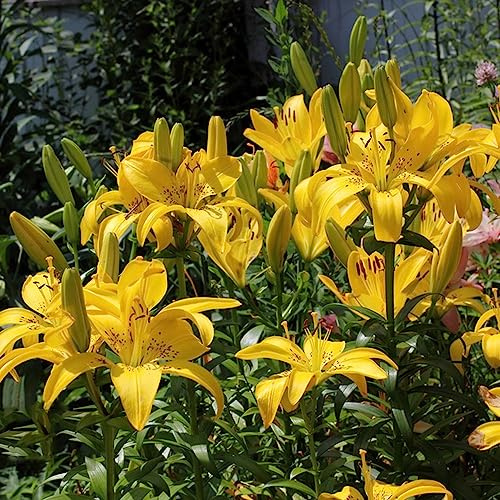 giglio resistenti decorazione ufficio balcone riverdimento tetti esotici bulbi 8pcs