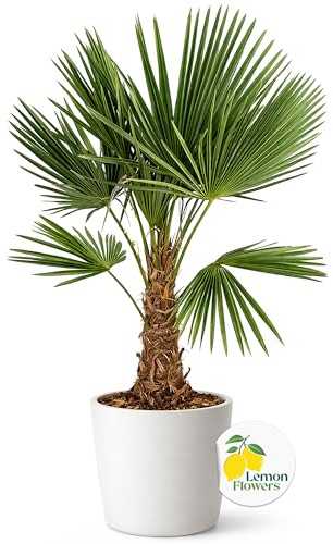 LEMON FLOWERS | Palme Winterhart Für Außen Trachycarpus Fortunei 140cm - Palmen Winterhart Draußen - Palmen für draußen - Palme echt Ideale Balkonpflanzen - Hanfpalme | Palmen für draußen | Extreme Winterhärte | Pflegeleicht | Bis -18°C