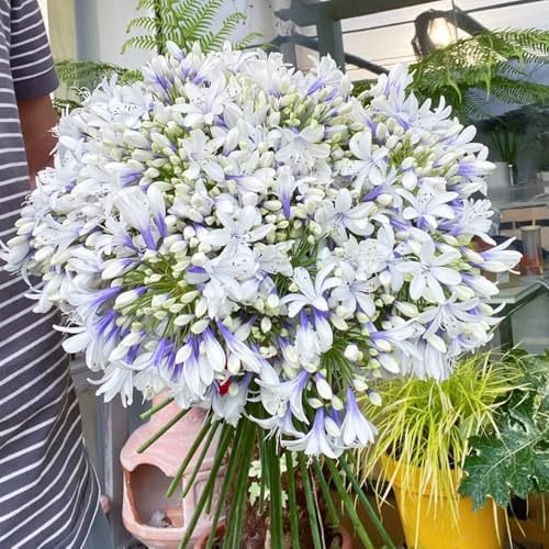 comprar semillas de agapanthus, silvestres de balcón, cortadas de lirio africano, sombra balcón 600pcs