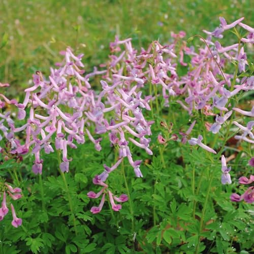 semi di speronella aiuole rialzate, luoghi soleggiati speronella, decorazione da giardino per esterni da interno, 200pcs