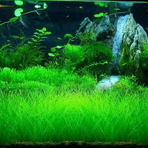 100Pcs Aquarium Water Grass Seeds Fish Tank Aquatic Plant Bonsai Landscape Decor - 100pcs Mini Hairy Seeds - Flower Seeds Vegetable Seeds Fruit Seeds Garden Plant Seeds