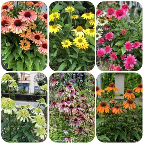 semillas de equinácea, para lugares soleados semillas de equinácea, cortadas jardín raras decoración sala estar otoño jardín 500pcs