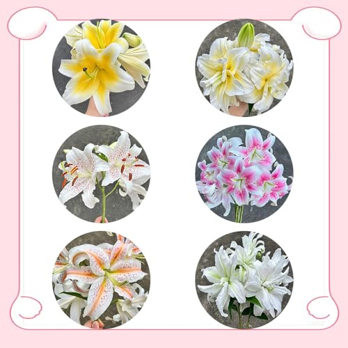 bulbos de lirios resistentes - para el jardín. tempranas perennes de balcón 4pcs