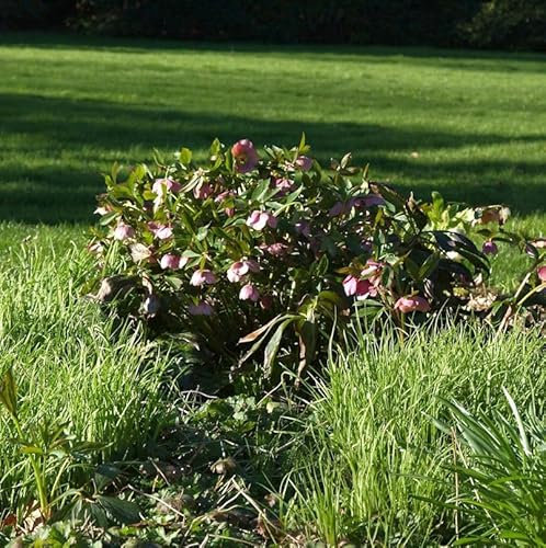 Christrose Lenzrose Red Spotted Lady - Helleborus orientalis - lebende Gartenpflanze aus den Baumschulen