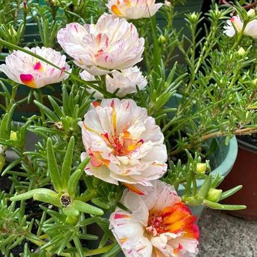 portulakröschen, winterharte garten portulakröschensamen balkon kräutergarten blumenwiese, gartendeko für draußen bodendecker winterhart mehrjährig 1500pcs