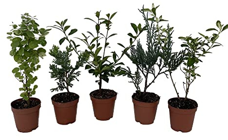Zen Living Bonsai Assortment - 5 Plants 2 Pots