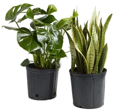 DECOALIVE Duo Plantas de Moda: Monstera Deliciosa (Costilla de Adán) y Sanseveria Trifasciata (Planta Serpiente)