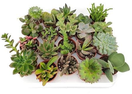 20 Unidades de Plantas Suculentas - Plantas Vivas Naturales de Interior o Exterior