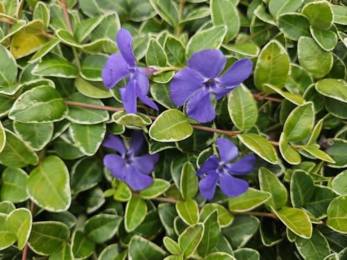 Vinca Minor Ralph Shugert – Cobertura de suelo perenne – 48 plantas – Flores de lavanda – 10 – 25 cm – Diámetro 9 cm
