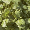 Mélisse - citronnelle - Melissa officinalis (lot de 3 pieds)