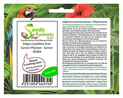 Stk - 30x Elegia cuspidata Gras Garten Pflanzen - Samen B2069 - Seeds & Plants Shop by Ipsa