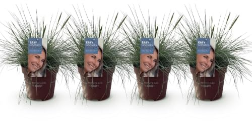 GreenboutiQ - Ziergräser - Festuca glauca Intense Blue - Blau - 4 Pflanzen - Immergrün - Wenig Pflege - Topf 17cm Höhe 50cm