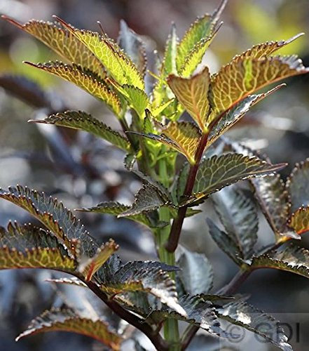 Schwarzer Säulen Holunder Black Tower® 80-100cm - Sambucus nigra - lebende Gartenpflanze aus den Baumschulen