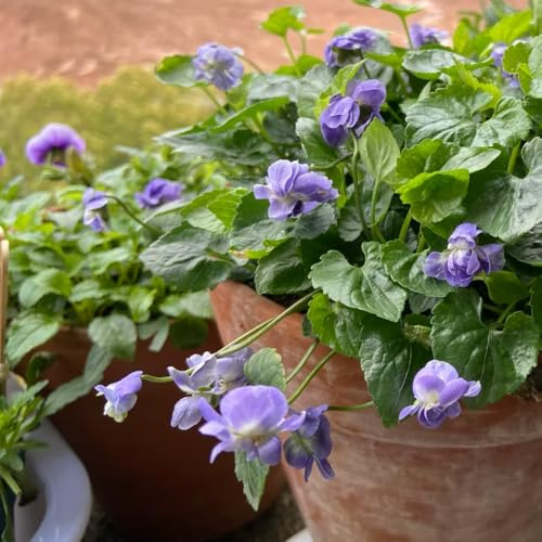 Semillas de violeta fragantes, Las de jardín son perennes resistentes. viola odorata, semillas de variedades antiguas resistentes para balcones 250pcs