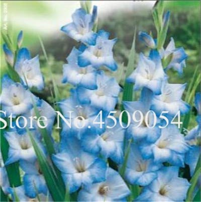 Ponak Neue 100 PC Gestreifte Gladiole Schwertlilie SEEDS per Rahm Garten