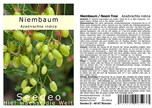 Seedeo® Niembaum/Neem Tree (Azadirachta indica) 20 Samen