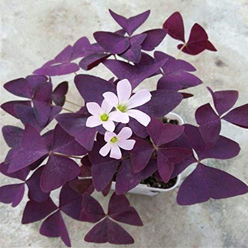 Plantes de trèfle violet - belle plante en pot - bulbes Oxalis Triangularis (25)