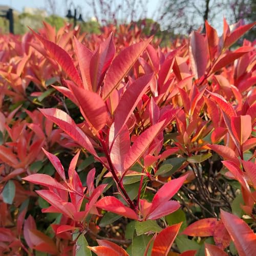 Semi di photinia Red Robin, resistenti per esotiche rare da giardino interno nel biologici, balcone, 200pcs