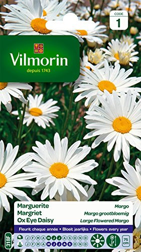 Vilmorin 5217241 Chrysanthemum Grande Margerite, Weiß, 90 x 2 x 160 cm