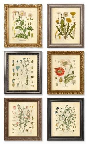 Wociud Ink Inc botaniska tryck vildblommor tryck blommig väggkonst – set med 6–8 x 10 – utan ram