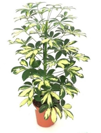 Segura Garden Schefflera, 40 cm, Árbol Paraguas, Planta Natural | Tropical, Hojas en Forma de Radios, Tallo Central, Ideal para Interiores