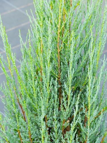 Juniperus scopulorum Blue Arrow - Enebro de ciprés (40-60 cm, resistente al agua)