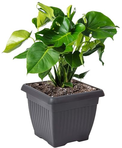 botle Pot de fleurs carré avec rainures 45 x 45 cm H 35 cm en plastique anthracite classique intemporel parfait pour la maison, le balcon, la terrasse, le jardin