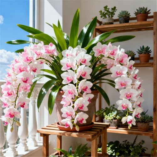 Orchidee Cymbidium per Soggiorni - Eleganti e Sontuose - Esaltano lo Stile della Casa - Resistenti Perenni-5 PCS-G