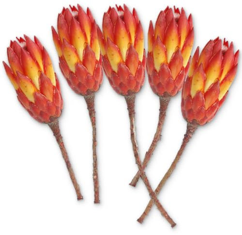Protea Trockenblumen orange rot gebleicht - 5er Set echte afrikanische Zuckerbüsche als getrocknete Naturdeko - Trockenpflanzen mit bunten Blüten als Boho Tisch-Deko zum Basteln