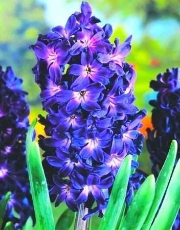 Hyacinthus Blue Magic - Hyacinth Blue Magic - 3 bulbs -
