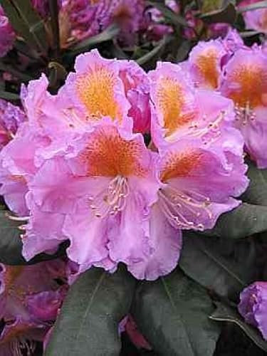 Rhododendron Hybride Tanaga - Großblumige Alpenrose Tanaga 30-40 cm