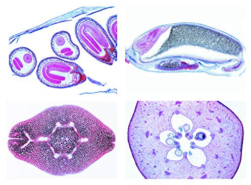 LIEDER Biologie Mikroskopie Mikropräparate Serien: Blütenpflanzen. Frucht und Same, 15 Präparate Blütenpflanzen (Magnoliopsida): Blüte