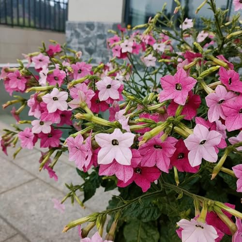 semi di tabacco - esotiche, selvatici perenni resistenti pieno sole, aiuola, giardino 250pcs